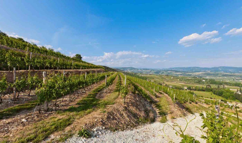 Strade del vino Veneto